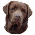 Labrador Retriever Sticker, Brown